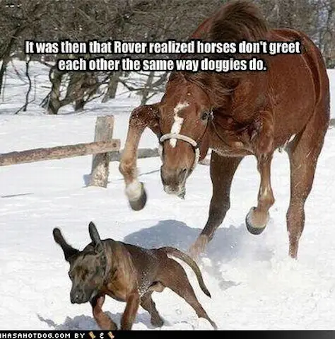 It was then that rover realized horses don't greet each other the same way dogs do.